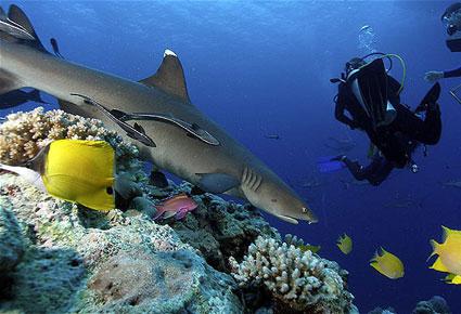 إسبح تحت سطح الماء مع Google SEAview